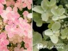 Hortenzija šluotelinė ,Polestar' (lot. Hydrangea paniculata)